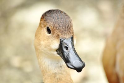 Close-up of a bird