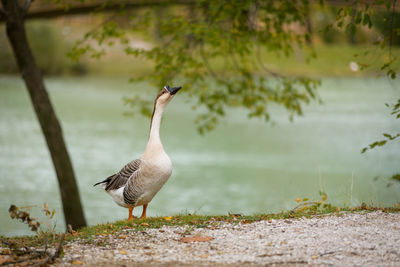 Bird on lakeshore