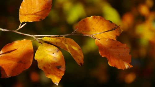 Close-up of orange leaf on tree