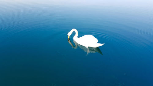 White swan in water