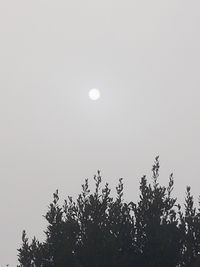 Low angle view of tree against sky