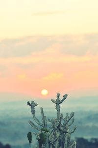 Close-up of plant against sky during sunset