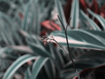 Close-up of insect on plant