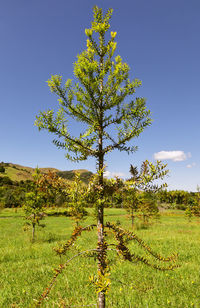 Tree on field against sky