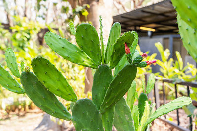 Green opuntia tropical cactus plant red flower bud on nature background. selective focus on leaf
