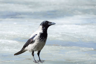 Close-up of bird perching on snow