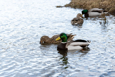 Ducks double date. 