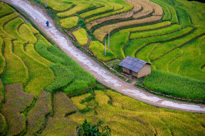 Scenic view of agricultural field