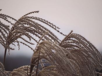 Close-up of dry plant against sky