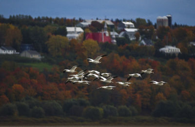 Birds flying over field