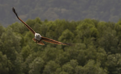 Low angle view of bird flying