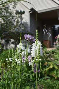 Close-up of purple flowering plants in yard