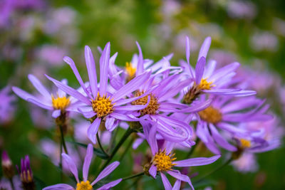 Close-up of purple flowering plant