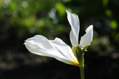 Close-up of white flowers