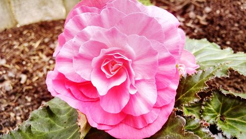 Close-up of pink rose