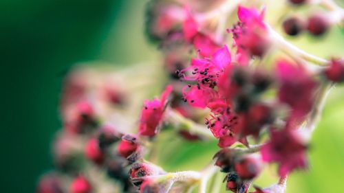 Close-up of pink flower