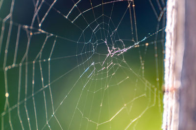 Close-up of spider web