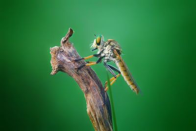 Close-up of insect on plant