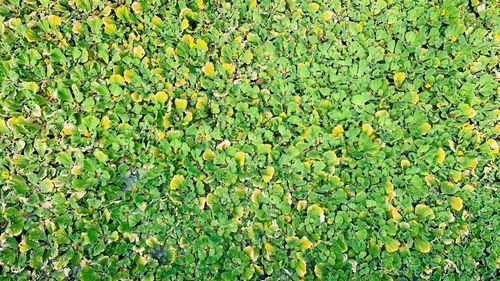 Full frame shot of leaves floating on water