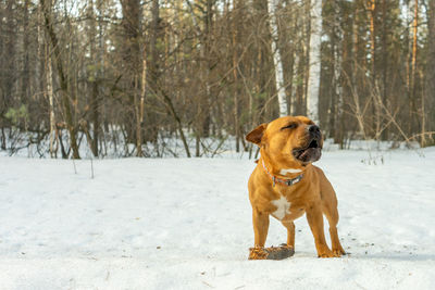 Dog standing on snow covered land