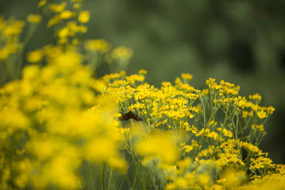 Close-up of bee on yellow flower