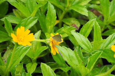 Close-up of insect on plant
