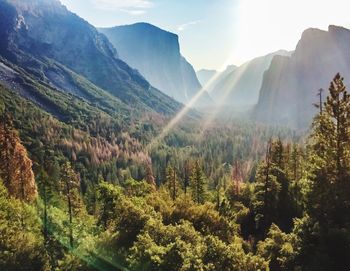 Scenic view of forest and mountains