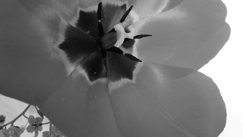 Close-up of flower