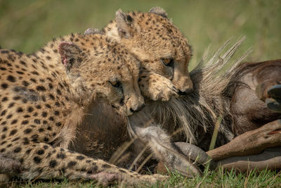 Close-up of two cheetah suffocating blue wildebeest