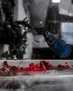 View of birds drinking water from glass