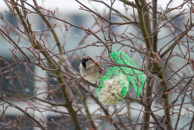 Bird perching on a tree