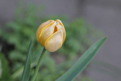 Close-up of flowering plant