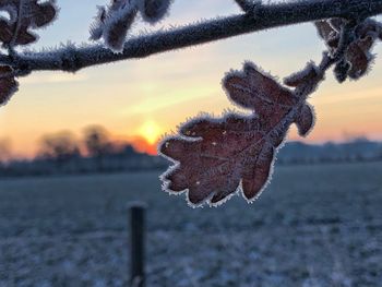 Close-up of frozen plant on field against sky during sunset