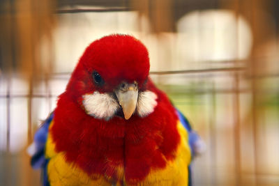 Close-up of a parrot in cage