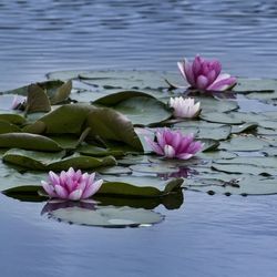 Close-up of pink lotus water lily