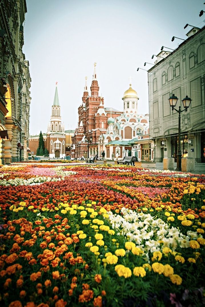 FLOWERS BLOOMING ON PLANT