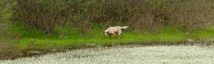 Horse in a lake