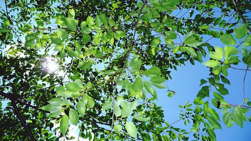 Low angle view of leaves