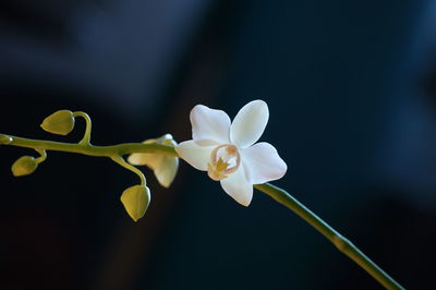 Close-up of flowers against blurred background