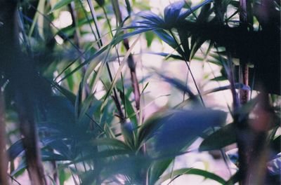 Close-up of flowering plant