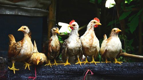 Close-up of birds perching on farm
