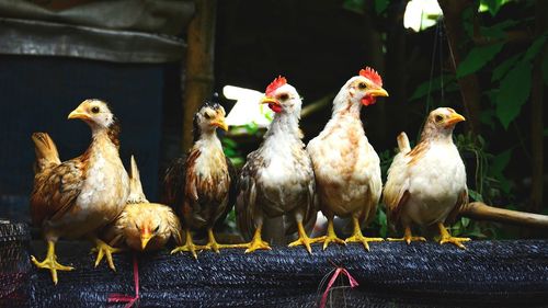 Dwarf chicken in the farm