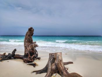 Scenic view of driftwood on beach against sky