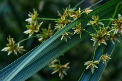 High angle view of flowering plant