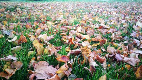 Close-up of mushrooms growing on field