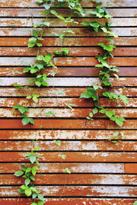 Old wooden paneling background with climbing vine