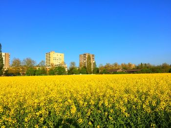 Scenic view of oilseed rape field against clear blue sky