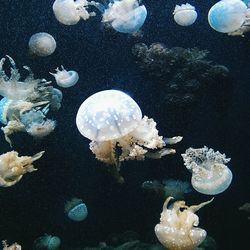 Close-up of fish in sea