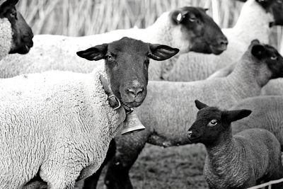 View of two sheep on field