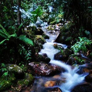 Stream flowing through rocks in forest